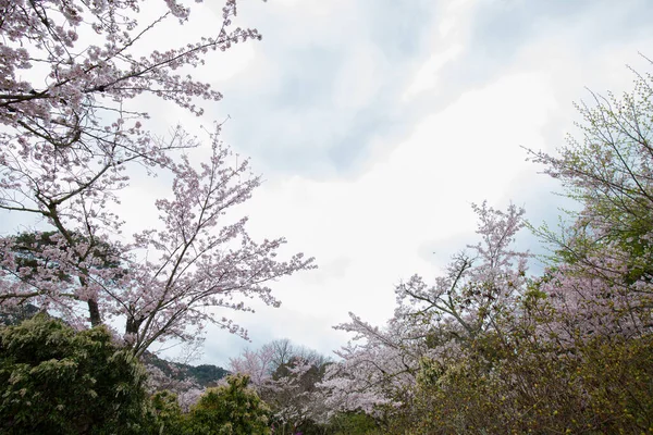 Flor Sakura Lindas Flores Sakura Galhos Árvores Japão — Fotografia de Stock