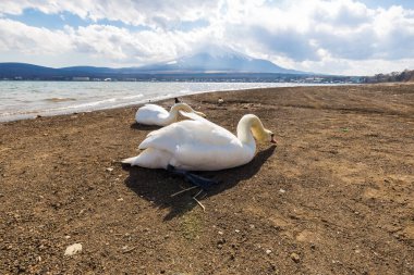 Yamanakako Gölü sahilindeki beyaz kuğular, doğa manzarası.