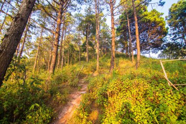 Yeşil çam ağaçları, doğa manzarası