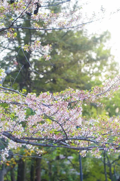 Вид Закат Розового Цветка Сакуры Японии — стоковое фото