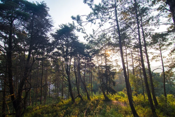 緑の松の木 自然の風景 — ストック写真