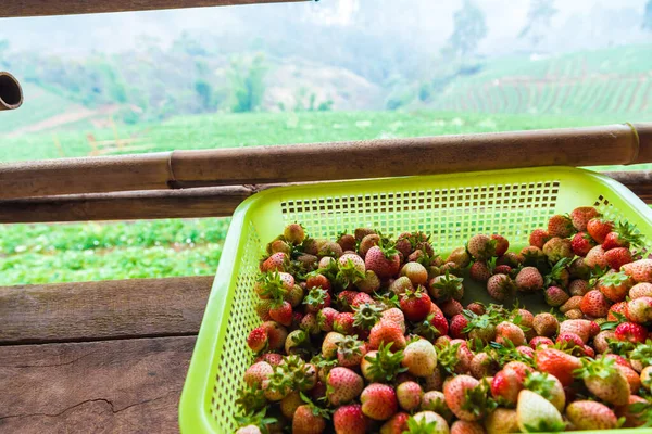 Frische Erdbeeren Ernte Vom Bauernhof — Stockfoto