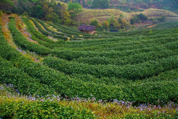 Pole Plantacji Zielonej Herbaty Terenach Górskich Rolniczych — Zdjęcie stockowe
