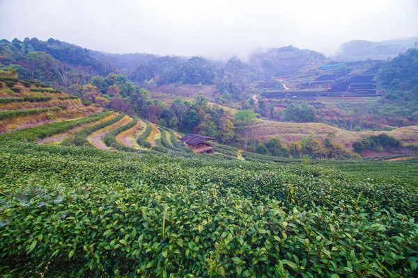 Green tea plantation field on mountain, agricultural industry