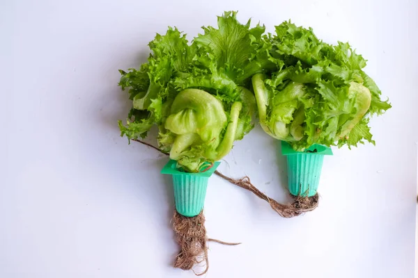 Green organic hydroponic iceberg lettuce isolated on white background. Organic Vegetable for salad