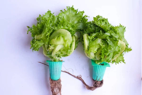 Green organic hydroponic iceberg lettuce on white background. Organic Vegetables