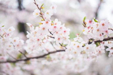 Tokyo 'da ağaç dalında çiçek açan pembe sakura çiçeği.