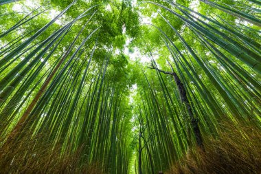 Arashiyama 'daki Bambu Ormanı gökyüzüne bakıyor, Kyoto, Japonya doğası. Arashiyama 'nın Sagano Bambu Korusu.