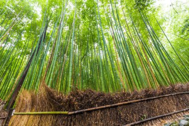 Arashiyama 'daki Bambu Ormanı gökyüzüne bakıyor, Kyoto, Japonya doğası. Arashiyama 'nın Sagano Bambu Korusu.