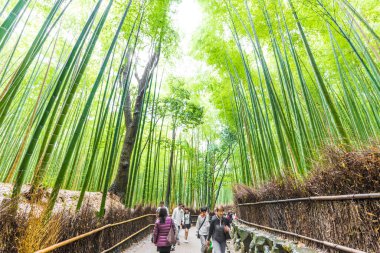 Arashiyama 'daki Bambu Ormanı gökyüzüne bakıyor, Kyoto, Japonya doğası. Arashiyama 'nın Sagano Bambu Korusu.