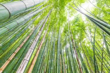 Arashiyama 'daki Bambu Ormanı gökyüzüne bakıyor, Kyoto, Japonya doğası. Arashiyama 'nın Sagano Bambu Korusu.