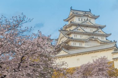 Japonya 'da Kansai Kyoto' da Himeji Kalesi 'nin kış mevsiminde çiçek açan pembe kiraz ağaçları Himeji Kalesi Japonya' da Sakura çiçeklerini görmek için sık sık en iyi yerlerden biri olarak anılmıştır.