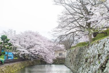 Japonya 'da Kansai Kyoto' da Himeji Kalesi 'nin kış mevsiminde çiçek açan pembe kiraz ağaçları Himeji Kalesi Japonya' da Sakura çiçeklerini görmek için sık sık en iyi yerlerden biri olarak anılmıştır.