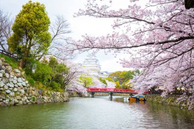 Japonya 'da Kansai Kyoto' da Himeji Kalesi 'nin kış mevsiminde çiçek açan pembe kiraz ağaçları Himeji Kalesi Japonya' da Sakura çiçeklerini görmek için sık sık en iyi yerlerden biri olarak anılmıştır.