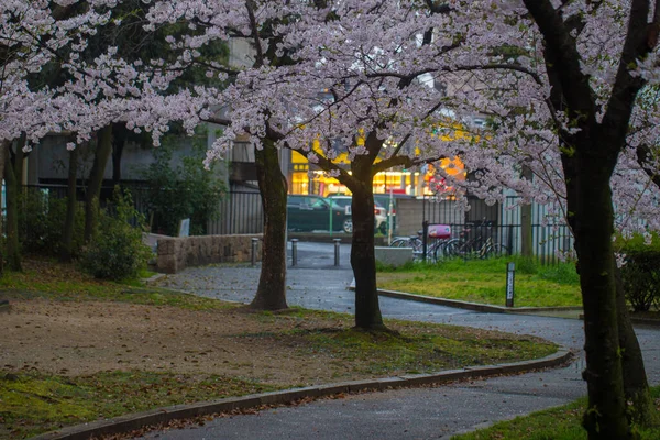 Květ Zimy Růžová Sakura Květ Strom Brance Tokiu Japonsko — Stock fotografie