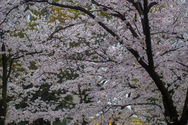 Цветение Зимой Розовый Цветок Сакуры Отрубях Деревьев Токио Япония — стоковое фото