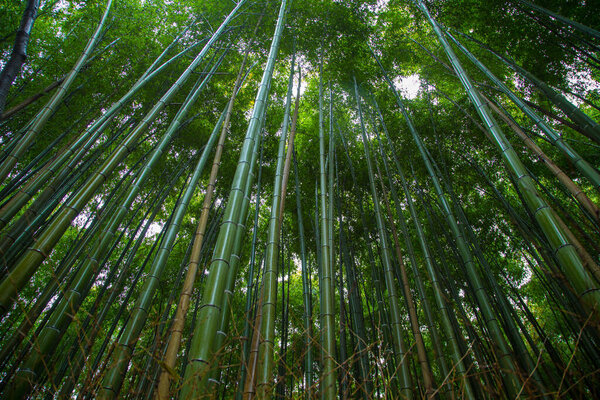 Bamboo forest at Arashiyama Looking up to sky, Kyoto, Japan nature. Sagano Bamboo Grove of Arashiyama.
