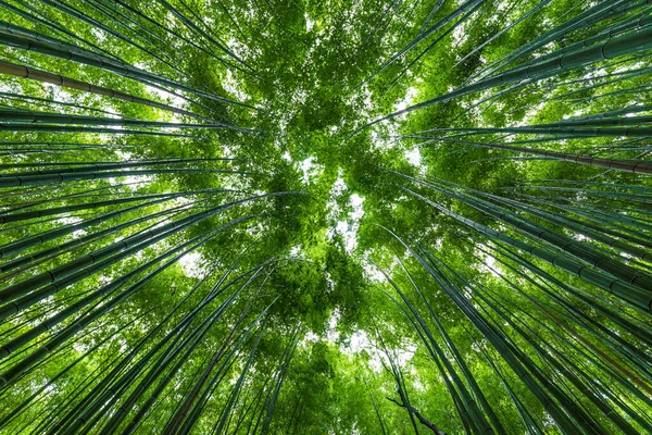 Bambuskogen Vid Arashiyama Ser Upp Till Himlen Kyoto Japan Natur — Stockfoto