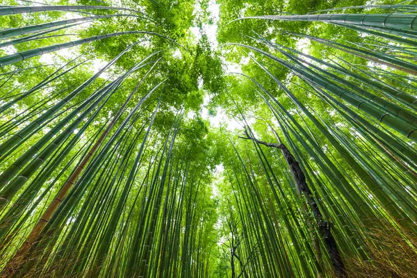 Arashiyama 'daki Bambu Ormanı gökyüzüne bakıyor, Kyoto, Japonya doğası. Arashiyama 'nın Sagano Bambu Korusu.