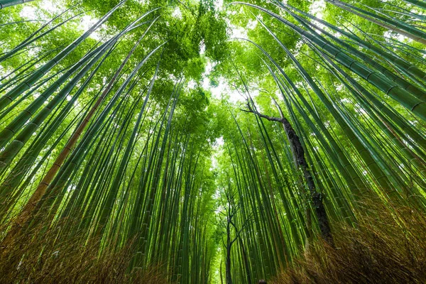 Бамбуковый Лес Арашияме Взгляд Небо Киото Природа Японии Сагано Бамбуковая — стоковое фото