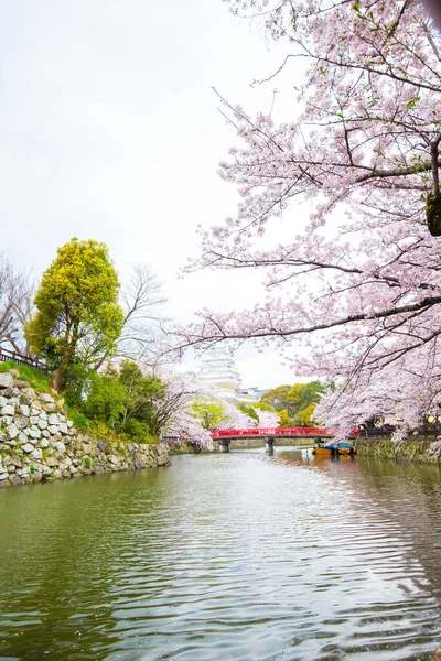 Japonya 'da Kansai Kyoto' da Himeji Kalesi 'nin kış mevsiminde çiçek açan pembe kiraz ağaçları Himeji Kalesi Japonya' da Sakura çiçeklerini görmek için sık sık en iyi yerlerden biri olarak anılmıştır.