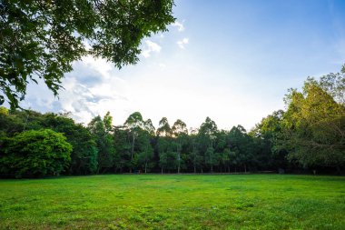 Yeşil çayır ve ağaçlar, yaz manzarası