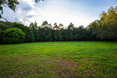 Yeşil çayır ve ağaçlar, yaz manzarası