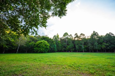 Yeşil çayır ve ağaçlar, yaz manzarası