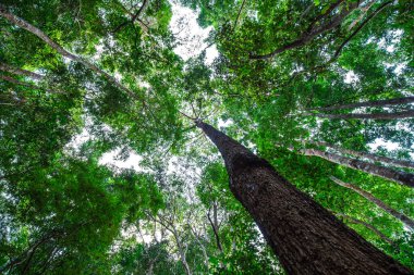 Güzel Tropikal Yağmur Ormanları Ağaçları Tepesi 'ne bakıyorum. Alt Görünüm Geniş Açı Arkaplan.
