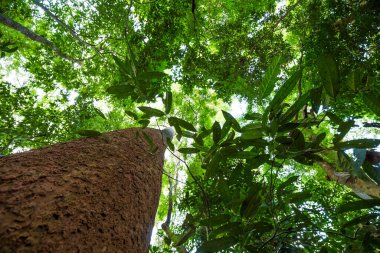Güzel Tropikal Yağmur Ormanları Ağaçları Tepesi 'ne bakıyorum. Alt Görünüm Geniş Açı Arkaplan.