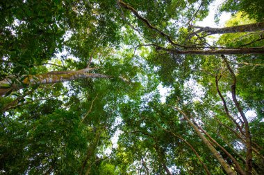 Güzel Tropikal Yağmur Ormanları Ağaçları Tepesi 'ne bakıyorum. Alt Görünüm Geniş Açı Arkaplan.