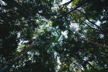 Güzel Tropikal Yağmur Ormanları Ağaçları Tepesi 'ne bakıyorum. Alt Görünüm Geniş Açı Arkaplan.