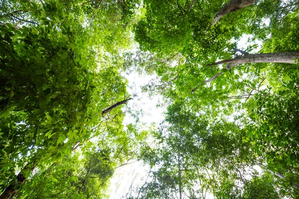 Widok Dołu Pięknych Drzew Tropikalnych Lasów Deszczowych — Zdjęcie stockowe