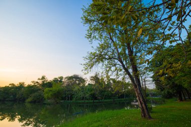 Şehir parkı yeşil ağaç ormanı nehir gün batımı açık gökyüzü doğayı bulutlandırıyor