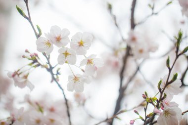 Tokyo 'da ağaç dalında çiçek açan pembe sakura çiçeği.