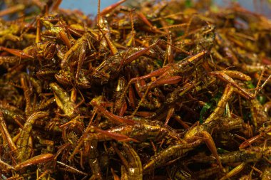 Patunga çekirgesi kızarmış alternatif protein satışı Bangkok Tayland 'da gece pazarında