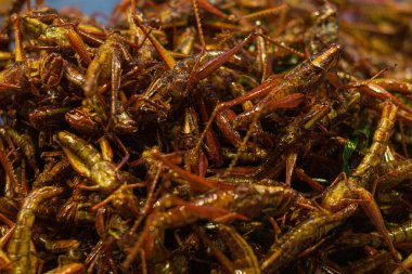 Patunga çekirgesi kızarmış alternatif protein satışı Bangkok Tayland 'da gece pazarında