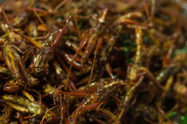 Patunga çekirgesi kızarmış alternatif protein satışı Bangkok Tayland 'da gece pazarında