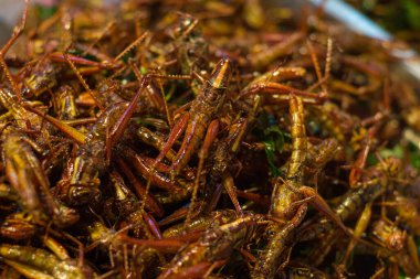 Patunga çekirgesi kızarmış alternatif protein satışı Bangkok Tayland 'da gece pazarında