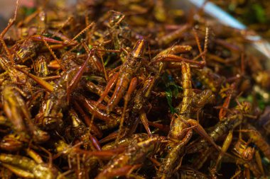 Patunga çekirgesi kızarmış alternatif protein satışı Bangkok Tayland 'da gece pazarında