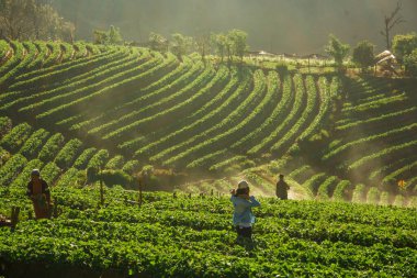 Dağ tepesindeki çilek tarlası. Sabah, sisli tarım endüstrisiyle birlikte.