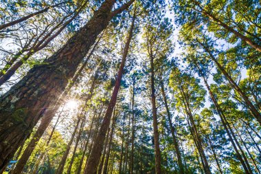 Dağ çam ağacı ormanına bakın. Güneşli, aydınlık doğa manzarası.