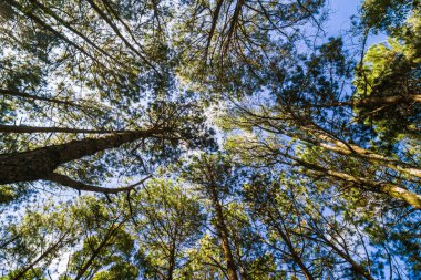 Ormandaki çam ağaçları, doğa manzarası 