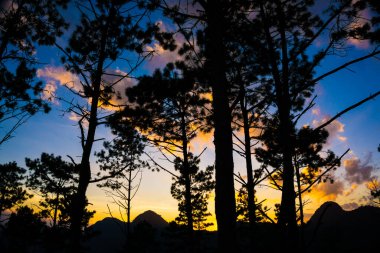 Dağ ormanı gökyüzünde gün batımı çam ağacı ve bulutlu doğa manzarası.
