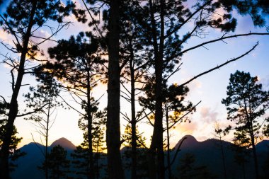 Gün batımında dağdaki çam ağaçlarının silueti