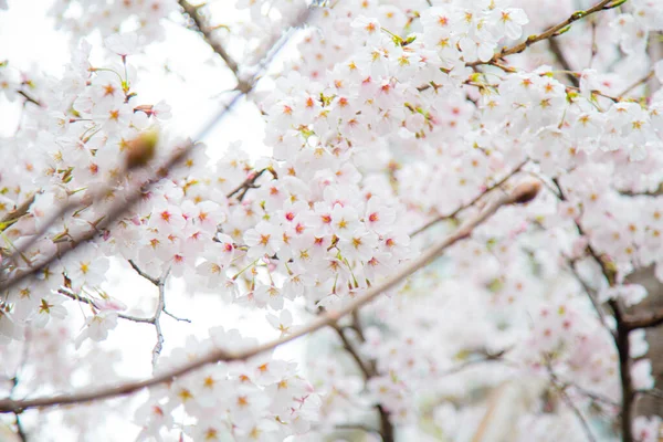Цвіте Зимова Рожева Квітка Сакури Гілці Дерева Токіо Японія — стокове фото