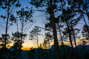 Gün batımında dağdaki çam ağaçlarının silueti