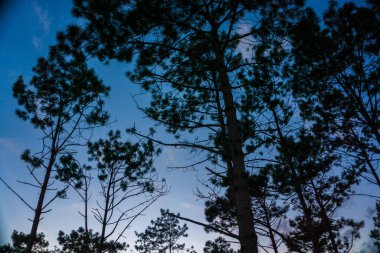 Dağ ormanı gökyüzünde gün batımı çam ağacı ve bulutlu doğa manzarası.
