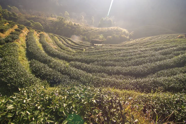 大雾农业条件下的青茶园地 高山冬眠朝阳 — 图库照片