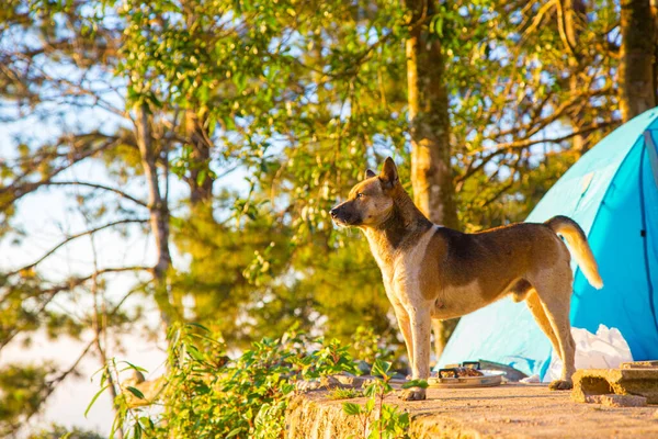 Dog in camping forest site on mountain hill morning sunrise animal in nature